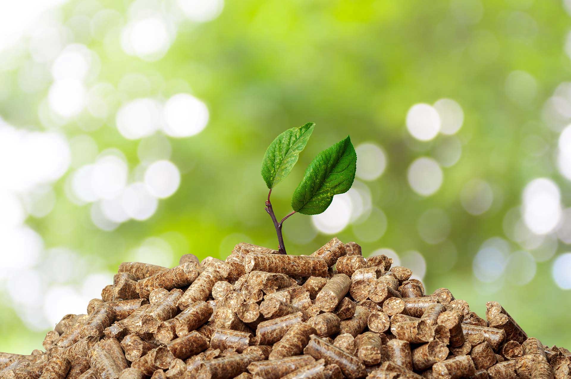 Biomass Products